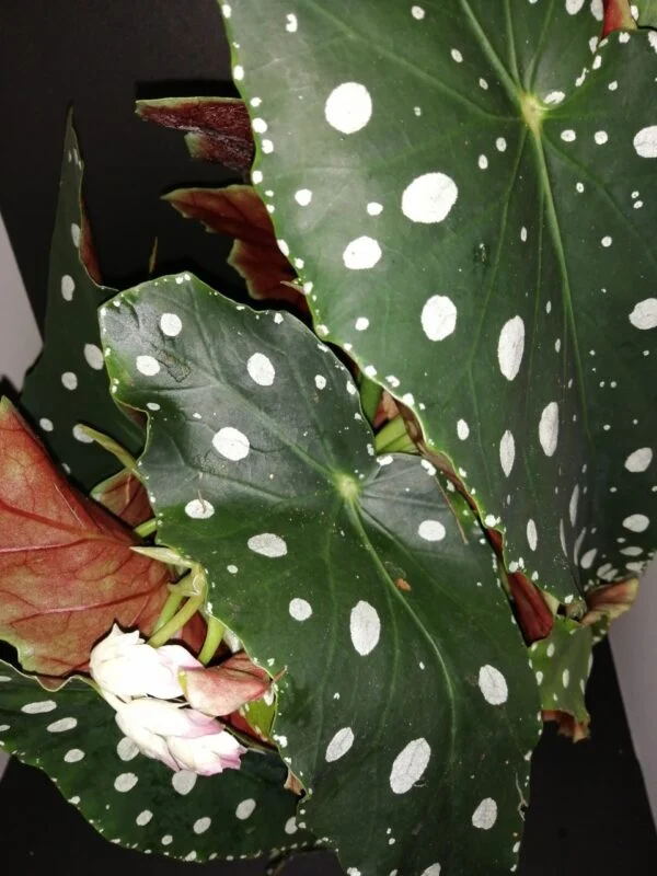 Begonia maculata Megadot, pianta da interno