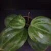 Hoya Sarawak Cream, sin. latifolia Cream, pianta da interno