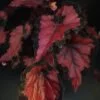 Begonia Inca Night, pianta da interno e da esterno