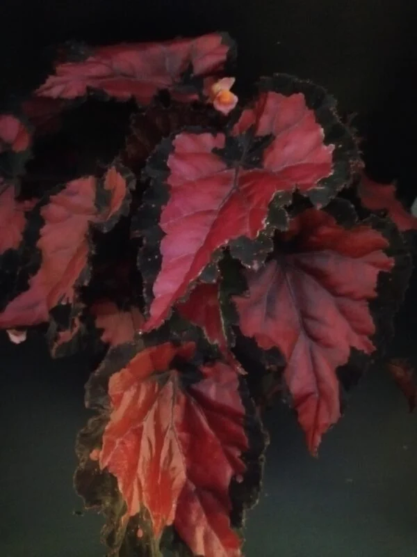 Begonia Inca Night, pianta da interno e da esterno