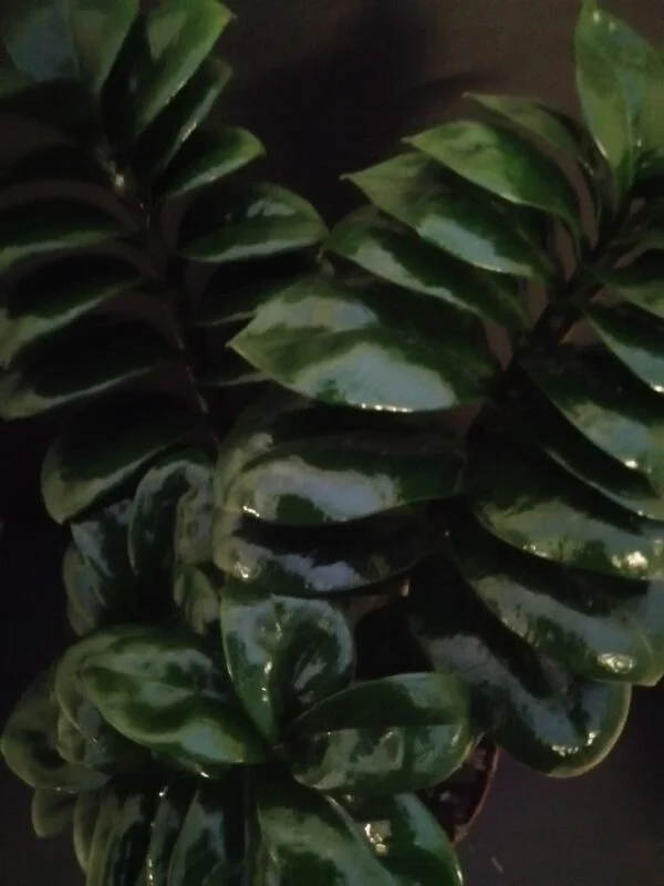 Zamioculcas Zenzi, foto 3