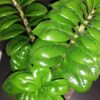 Zamioculcas Zenzi, pianta da interno