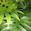 Philodendron mayoi, pianta da interno