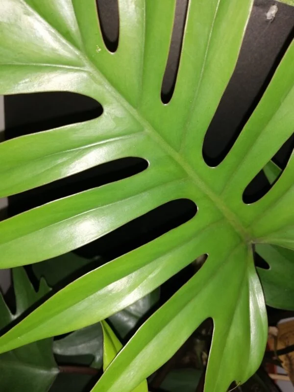 Philodendron mayoi, foto 2