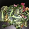 Begonia cleopatrae, pianta da interno
