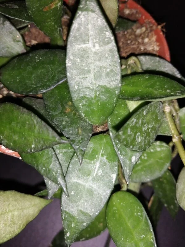 Hoya kerrii Splash, foto 4