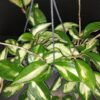 Hoya kerrii Splash, foto 5