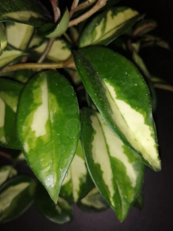 Hoya kerrii Splash, foto 6