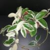 Hoya kerrii Splash, foto 7