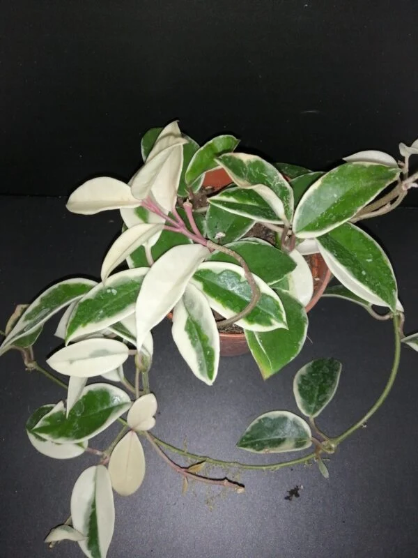Hoya kerrii Splash, foto 7