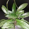 Hoya pubicalyx Silver Spot, pianta da interno