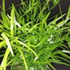 Asparagus falcatus, pianta da interno