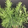 Rhipsalis capilliformis, pianta da interno