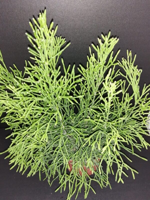 Rhipsalis capilliformis, pianta da interno