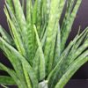 Sansevieria kirkii Friends, pianta da interno