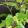Begonia Black Gold, pianta da interno