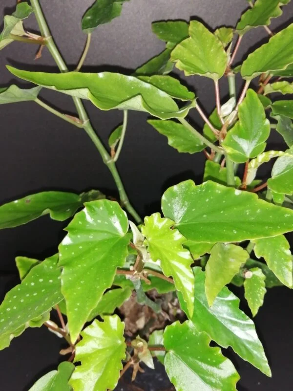 Begonia Black Gold, pianta da interno