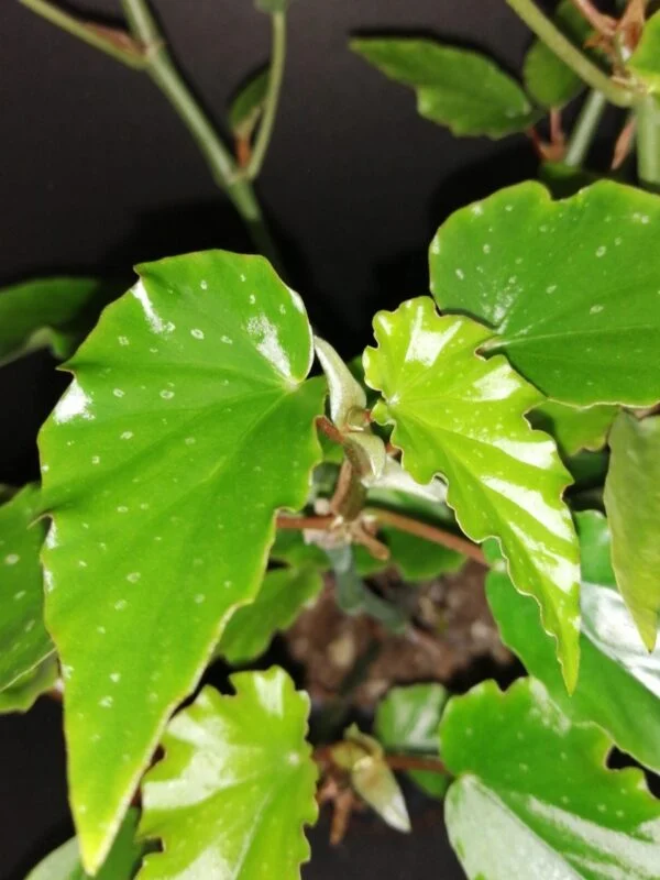 Begonia Black Gold, foto 3