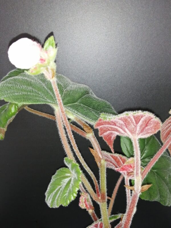 Begonia Black Gold, foto 4