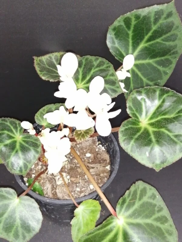 Begonia Black Gold, foto 8