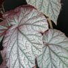 Begonia Arthur Mallet, pianta da interno