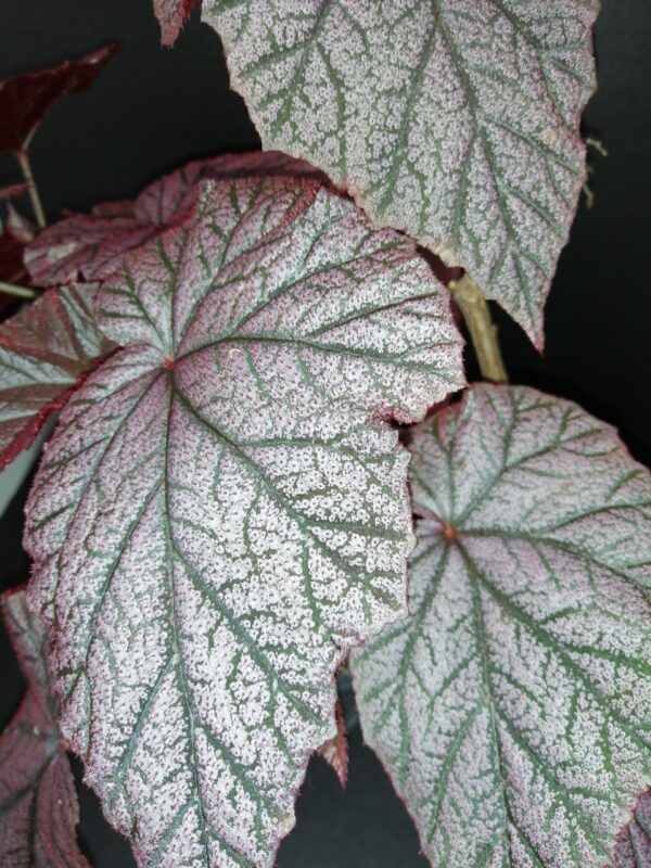 Begonia Arthur Mallet, pianta da interno