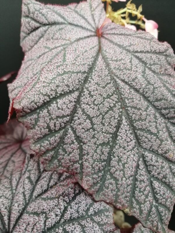Begonia Arthur Mallet, foto 3