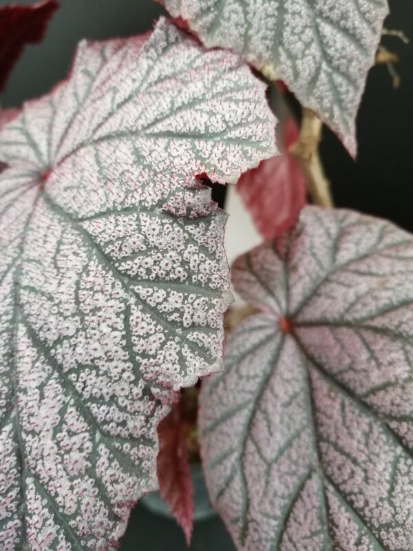 Begonia Arthur Mallet, foto 2