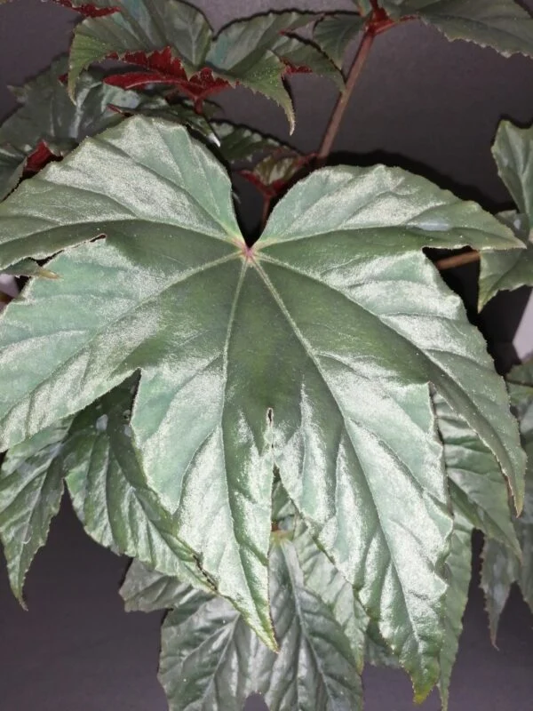 Begonia Bashful Bandit, foto 2