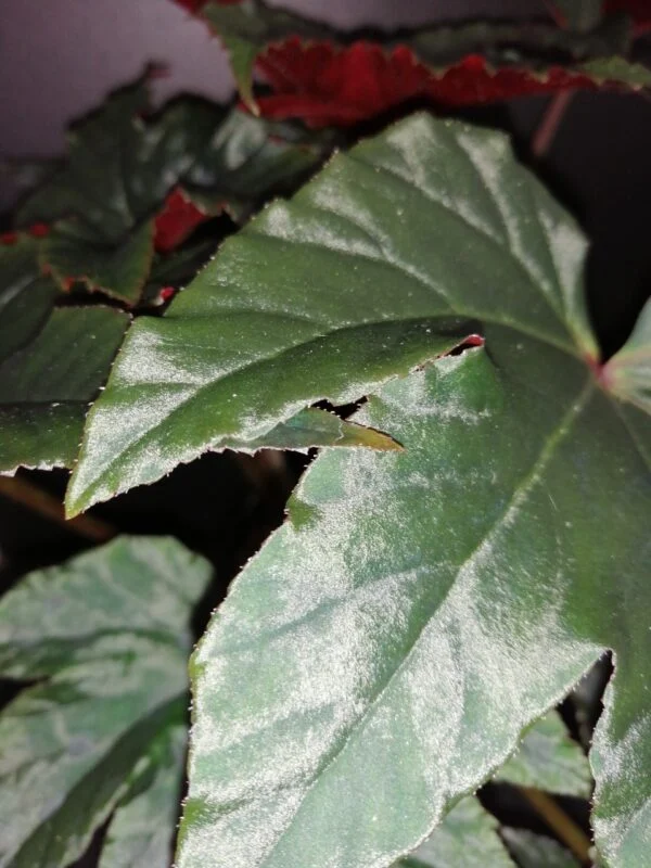 Begonia Bashful Bandit, foto 3
