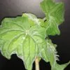 Begonia hispida var. cucullifera, pianta da interno