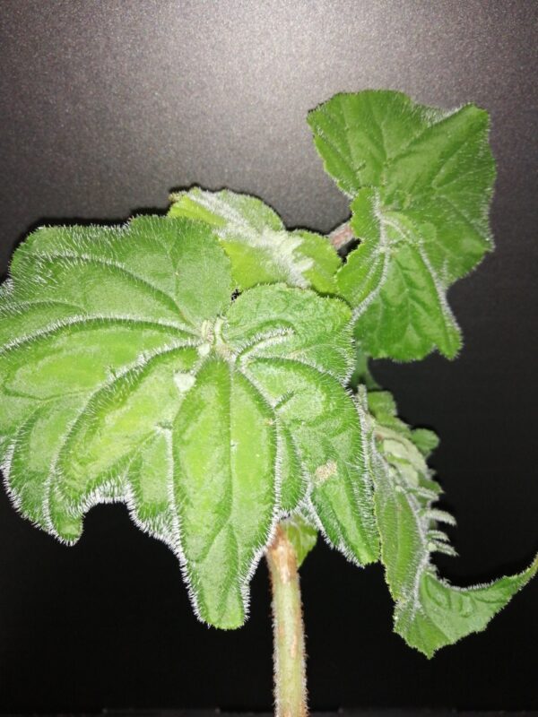 Begonia hispida var. cucullifera, pianta da interno
