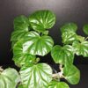 Begonia convolvulacea, pianta da interno