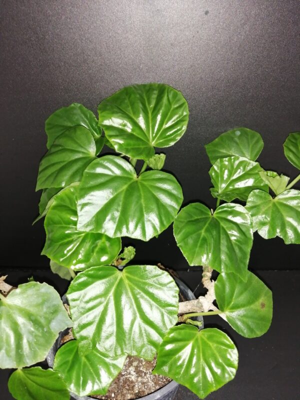 Begonia convolvulacea, pianta da interno