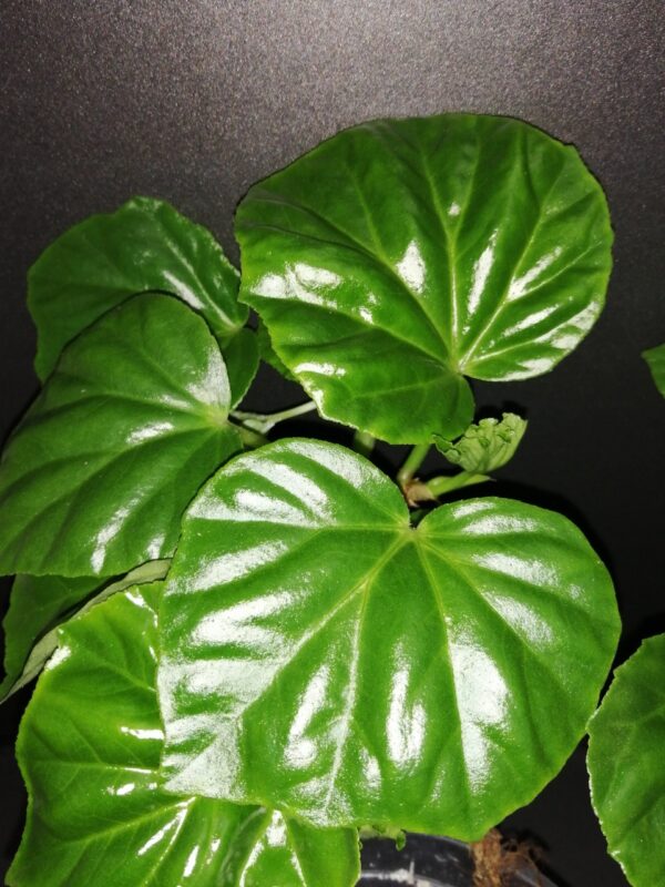 Begonia convolvulacea, foto 2