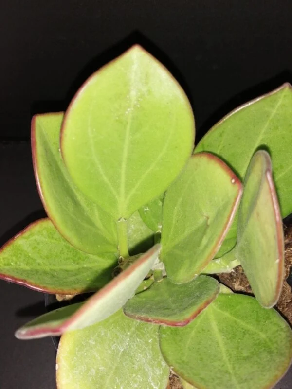 Hoya pachyclada, foto 3