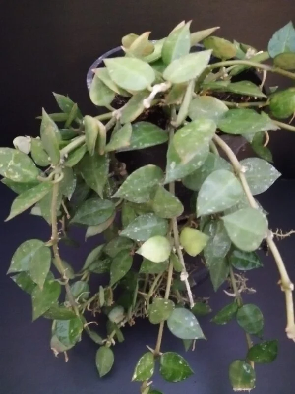 Hoya krohniana, foto 6