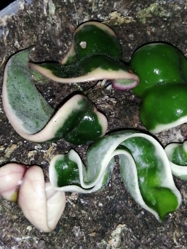 Hoya australis ssp. tenuipes Lisa, foto 7