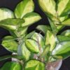 Hoya australis ssp. tenuipes Lisa, pianta da interno