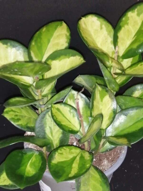Hoya australis ssp. tenuipes Lisa, pianta da interno