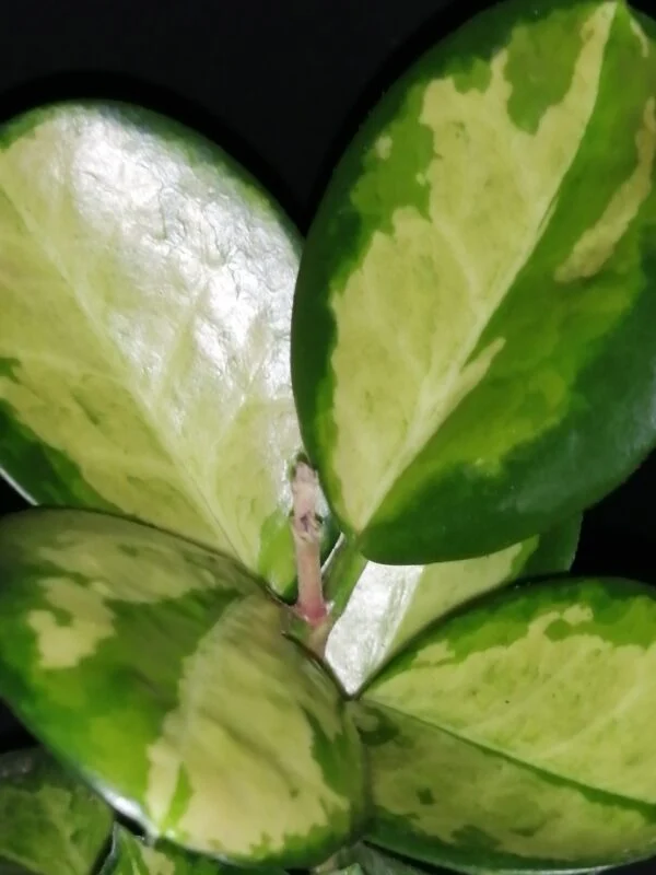 Hoya australis ssp. tenuipes Lisa, foto 2