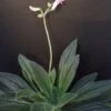 Primulina Candy, pianta da interno e da esterno