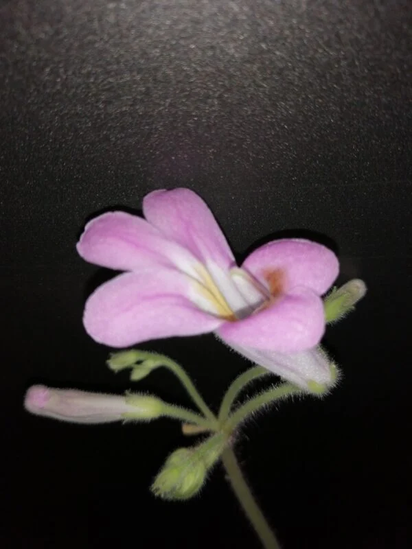 Primulina Candy, foto 2