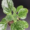 Streptocarpus Pretty Turtle Primulina Pretty Turtle, pianta da interno