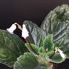 Primulina dryas, pianta da interno