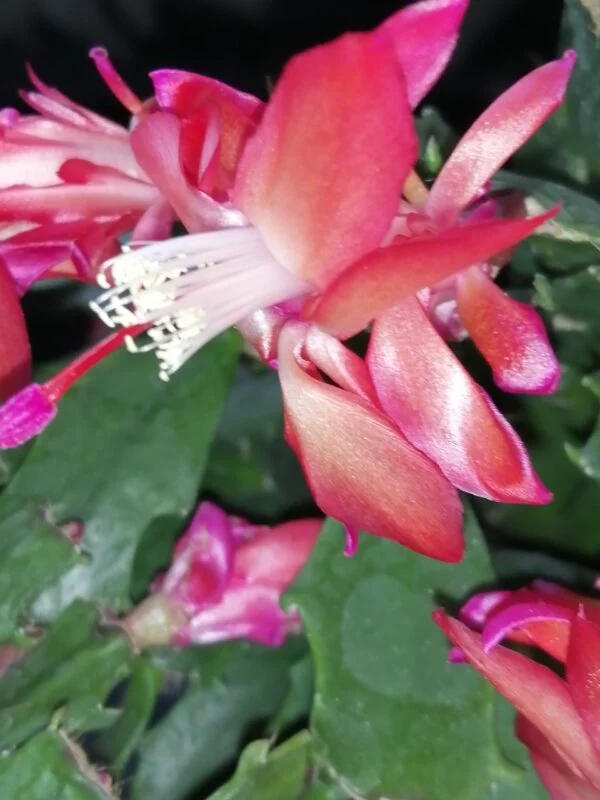 Schlumbergera truncata, foto 2
