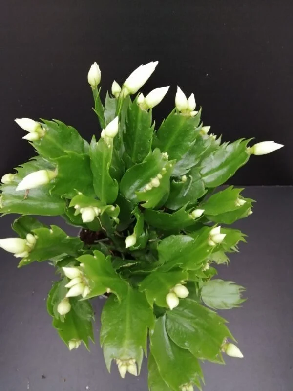 Schlumbergera truncata, foto 3