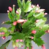 Schlumbergera truncata, pianta da interno