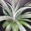 Mongave Pineapple Express, pianta da esterno