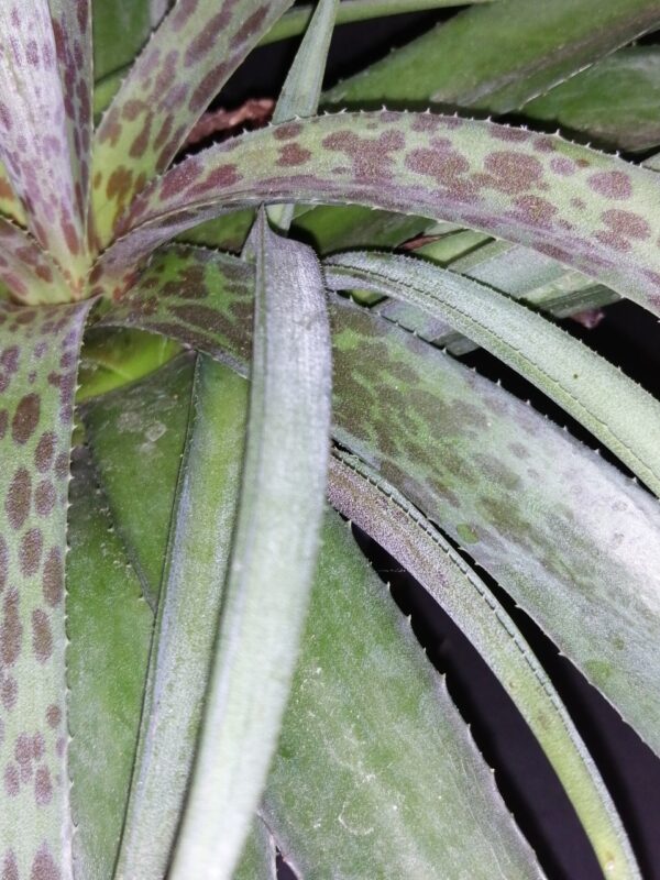 Mongave Pineapple Express, foto 2